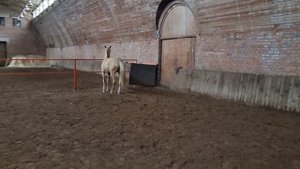 Продаётся ахалтекинский жеребец. Akhal-Teke horses for sale.
https://akhaltekellc.com