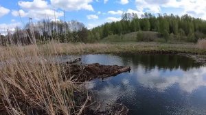 Укрепляю дамбу, посадил вербу. Как сделать пруд в болоте