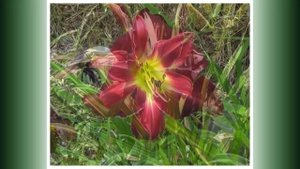 Селекция Мои лилейники 2023 часть 24