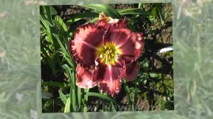 Лилейник Селекция THE BAND PLAYED ON х PICASSO`S INTRIGUE №15375