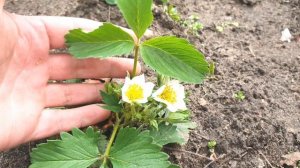 Самое Лучшее удобрение для клубники ВЕСНОЙ! Не мог Вам это не показать Первое удобрение клубники.