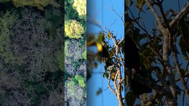 Golfo Wildlife смотреть онлайн