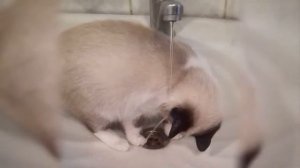 КОТИК МИЛО ИГРАЕТ С ВОДИЧКОЙ// 10 секунд милоты