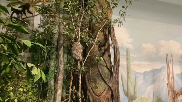 Junior Girl Scouts Animal Habitats Badge смотреть онлайн