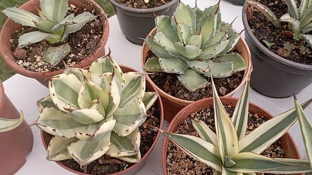 Мои Агавы: виды и сорта 2024 смотреть онлайн