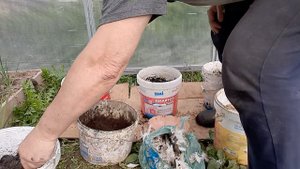 как я сажаю перцы в ведра