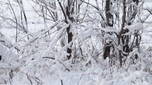 Фотопрогулка по зимнему лесу