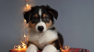 щенки аусси