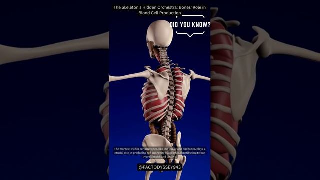 The Skeleton's Hidden Orchestra Bones' Role in Blood Cell Production смотреть онлайн