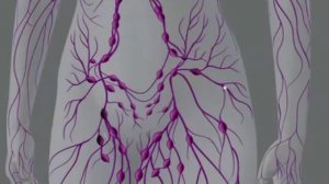 ▶ Лимфатическая система   YouTube