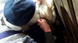 Как поставить укол козе. Профилактические мероприятия в стойловый период