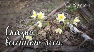 Сказка весеннего леса - Первоцветы Челябинского городского бора