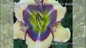 Лилейники моя селекция №12322 (STENCILED INFUSION x BUTTERFLY SHORES)