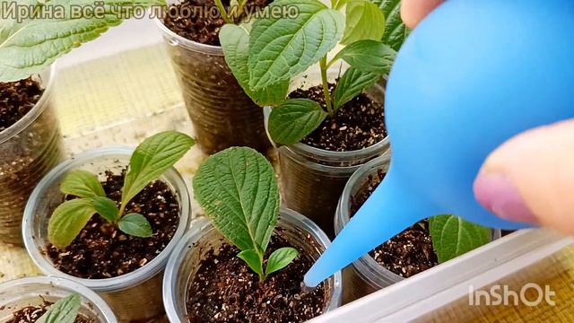 Зелёное ЧЕРЕНКОВАНИЕ гортензий. Подкормка комплексным удобрением.