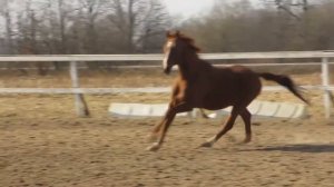 КСК Аллюр. Помпей-Гранит-Нагул. 25 лет. (1992-2018г.р.) 10.04.17