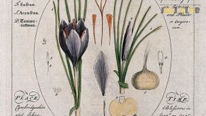 Шафран: история самой дорогой специи в мире