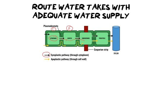 SYMPLASTIC ROUTE | Transport of water in plants via the cell cytoplasm смотреть онлайн