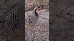 Кабки маст, Кавг