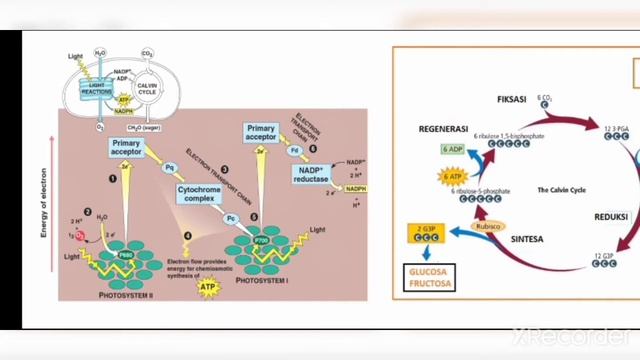 Anabolisme (Katabolisme) смотреть онлайн