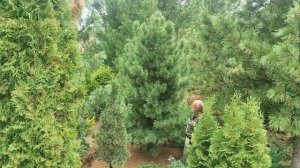 Кедр сибирский ‘Олигарх’: очень много очень мелких. Результаты селекции (3)