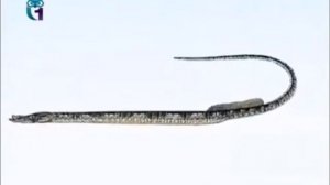 Змеерыбка (Морское шило)