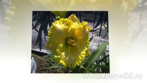 Лилейник МАХИТО