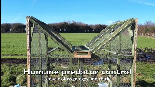 Action for Ireland's Breeding Curlew смотреть онлайн