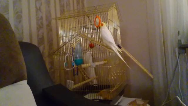 Корелла поёт с утра смотреть онлайн