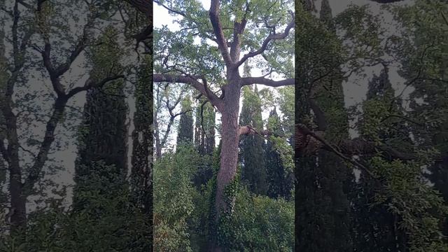 Взаимодействие с зелёными лекарями - деревьями( природная энергопрактика)#ритуал #волховство