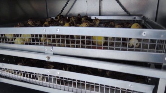 Вывод в инкубаторе Гарант 176 смотреть онлайн