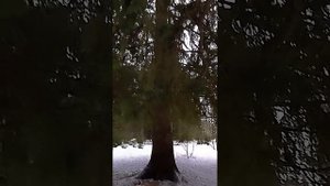 ИСКРЕННИЕ ЧУВСТВА