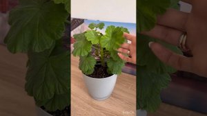 Пеларгония Апрельский снег❤️ #пеларгония #цветы #flowers