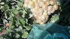 Сорт винограда Аку аку