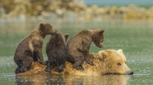 Захватывающие моменты из жизни животных