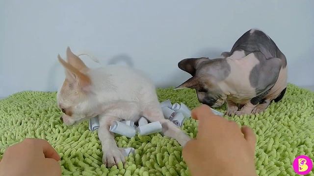 РЕЗУЛЬТАТ РОЗЫГРЫША АНТИСТРЕСС СКВИШЕЙ смотреть онлайн