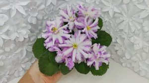 Фиалка химера Оленька