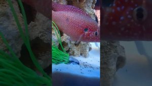 Хромисы  красавцы выпустили мальков