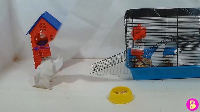 НАРЕЗКА СМЕШНЫХ МОМЕНТОВ 2019 КАЖДЫЙ ХОМА ТАКОЙ смотреть онлайн