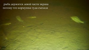 Подводный фонарь для экшн-камеры. Реакция рыбы на свет.