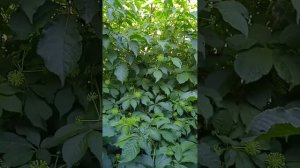 Саженцы элеутерокока