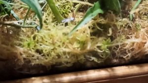 Тепличка для укоренения растений из аквариума и мха.