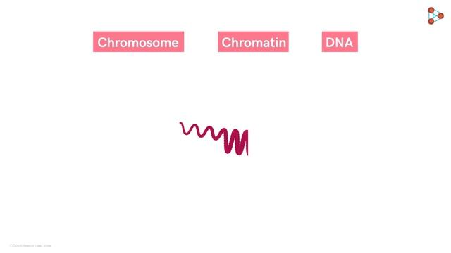Introduction to Mitosis | Don't Memorise смотреть онлайн