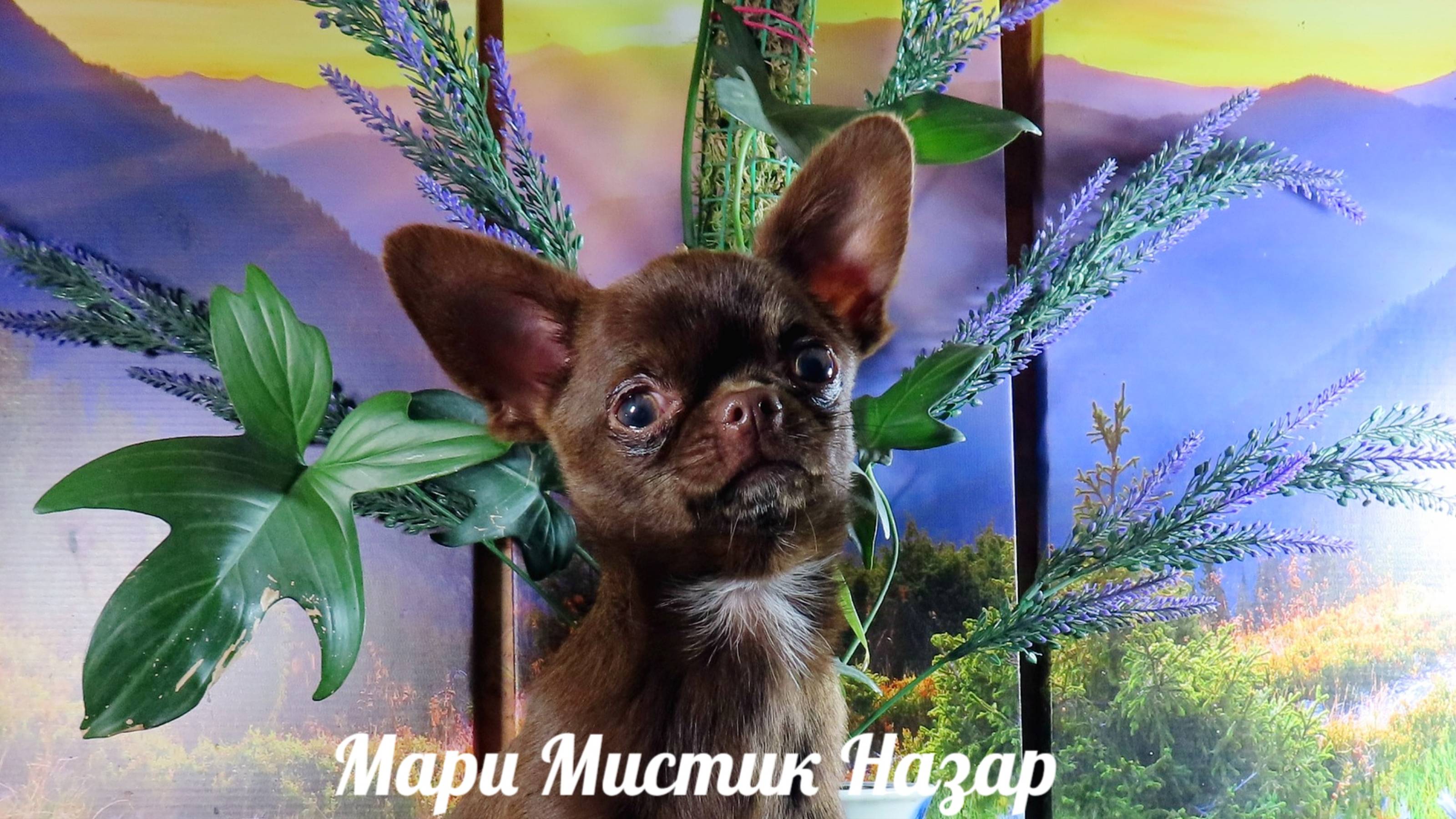#ПРОДАЮ_ЧИХУАХУА #цены ОТ 25 тр #лиловыечихуахуа #шоколадныечихуахуа и ДРУГИЕ окрасы 89215950848