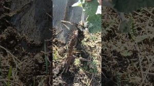 Выкапываем и сушим корни лопуха #лекарственныерастения    лопух#здоровье