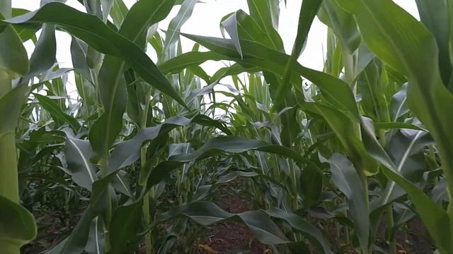 Кукурудза ДКС 4490 смотреть онлайн