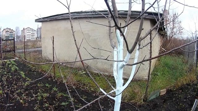 Обзор сада. Побелила деревья фасадной краской.