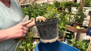 Размножить клематис весной легко. Результат 💯.