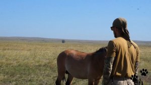 Жеребец лошади пржевальского решил обойти сотрудника заповедника и познакомиться с нами.