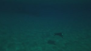 Египет февраль 2024 под водой на пляже Наама Бэй