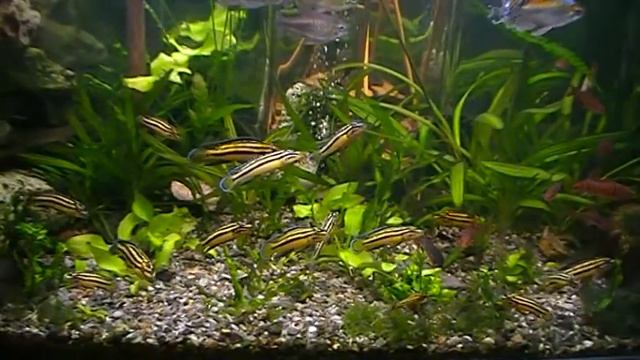#Aquarium. Mои аквариумы. смотреть онлайн